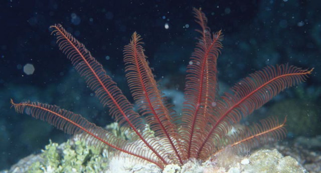 Alloeocomatella pectinifera
